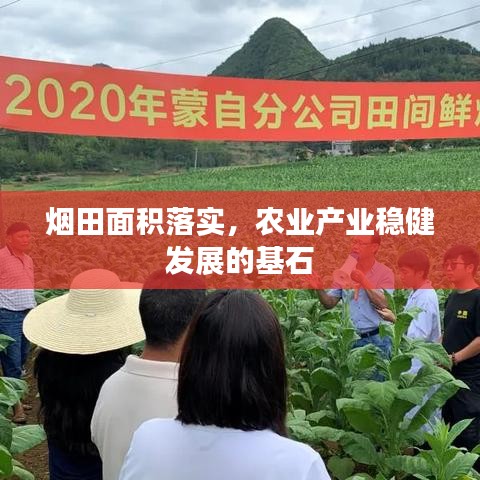 煙田面積落實，農(nóng)業(yè)產(chǎn)業(yè)穩(wěn)健發(fā)展的基石