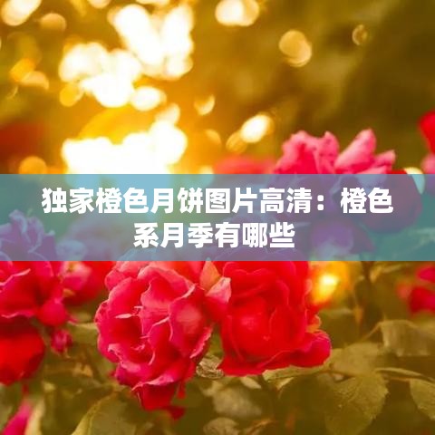 獨家橙色月餅圖片高清：橙色系月季有哪些 