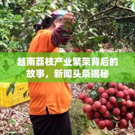 越南荔枝產業(yè)繁榮背后的故事，新聞頭條揭秘