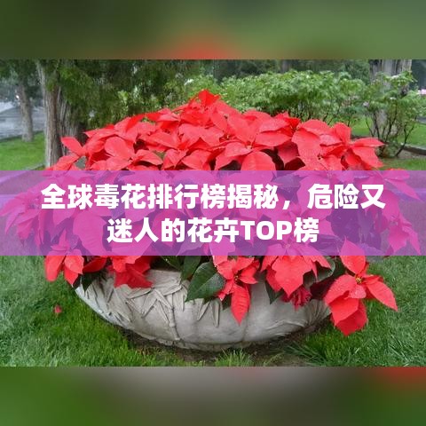 全球毒花排行榜揭秘，危險又迷人的花卉TOP榜