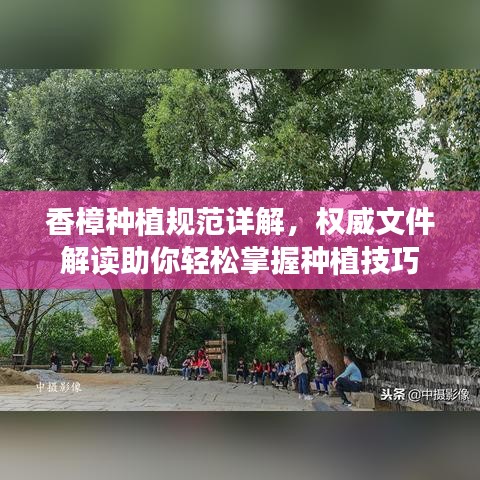 香樟種植規(guī)范詳解，權(quán)威文件解讀助你輕松掌握種植技巧