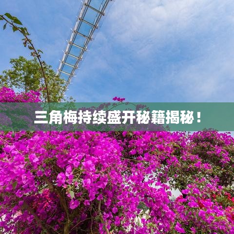 三角梅持續(xù)盛開(kāi)秘籍揭秘！