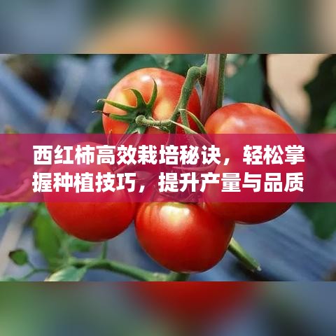 西紅柿高效栽培秘訣，輕松掌握種植技巧，提升產(chǎn)量與品質(zhì)！
