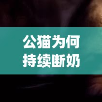 公貓為何持續(xù)斷奶？原因、后果及解決方法大解析！