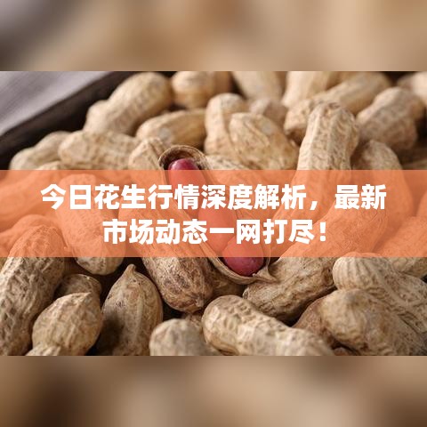 今日花生行情深度解析，最新市場動態(tài)一網(wǎng)打盡！