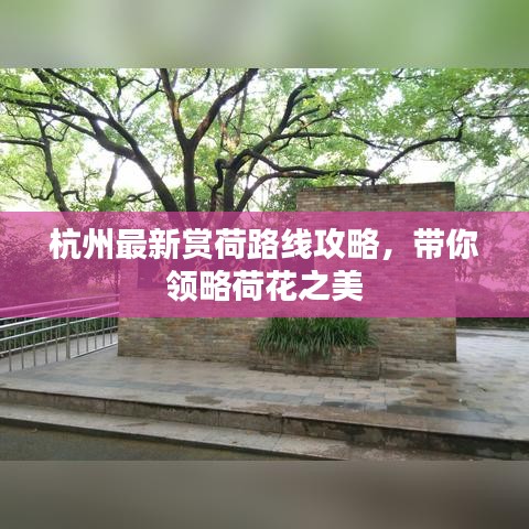 杭州最新賞荷路線攻略，帶你領(lǐng)略荷花之美