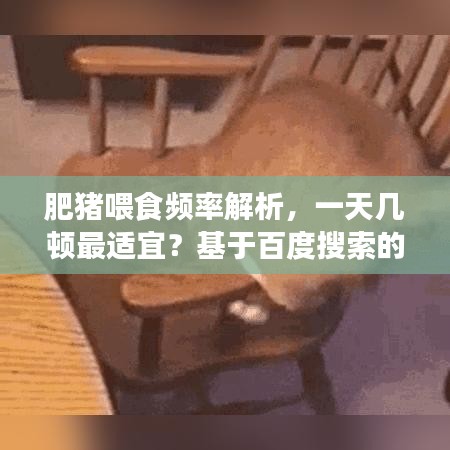 肥豬喂食頻率解析，一天幾頓最適宜？基于百度搜索的專業(yè)探討