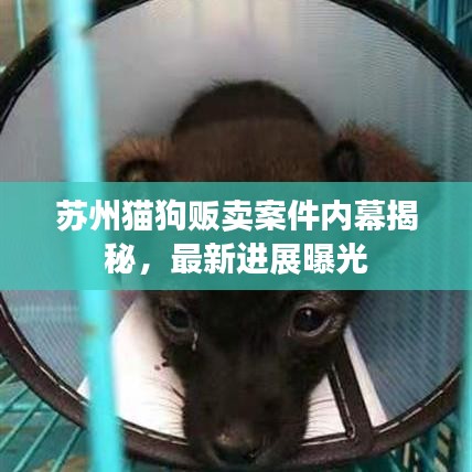 蘇州貓狗販賣案件內(nèi)幕揭秘，最新進展曝光