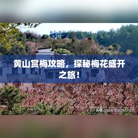 黃山賞梅攻略，探秘梅花盛開之旅！