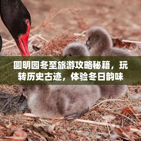 圓明園冬至旅游攻略秘籍，玩轉歷史古跡，體驗冬日韻味
